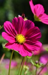Obraz premium Close up of a beautiful Cosmos blossom in sunshine