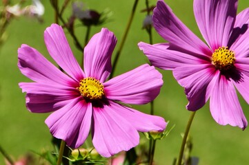 Close up of beautiful Cosmos blossoms