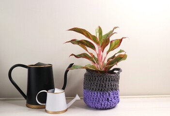 Pink Splash Aglaonema is indoor plant placed in a creative homemade macrame planter. With small and big garden watering can for trees. Garden background with copy space.