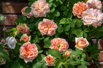 風景素材　綺麗な花　薔薇