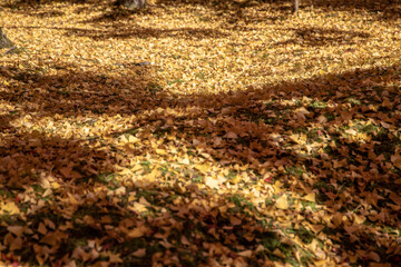 風景素材　銀杏の落ち葉のジュータン