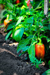 Red ripe pepper grows on a green stalk in the garden. Growing natural vegetables.