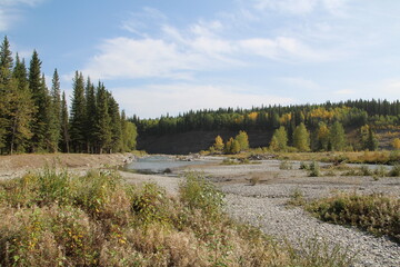 Fototapeta na wymiar Growth Along The Elbow River, Kananaskis Country, Alberta