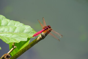 Dragonfly Trithemis aurora on a leaf