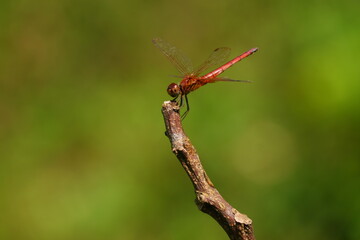 Beautiful dragonfly on a leaf