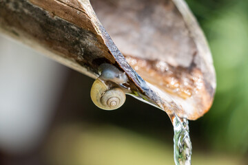 風景素材　流れ出る水とカタツムリ