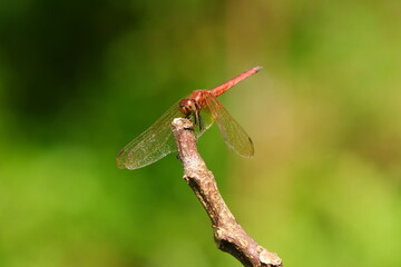 close up of a beautiful dragonfly