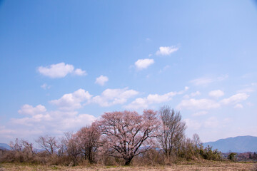 Obraz premium 風景素材 爽やかな青空とエドヒガンザクラ