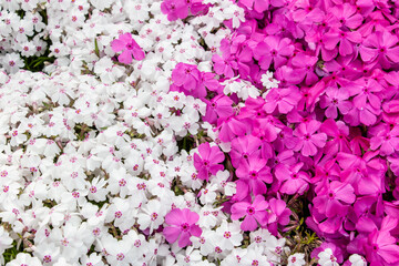 背景素材　綺麗な芝桜の花
