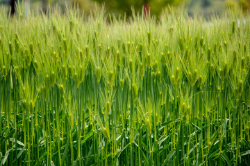 風景素材　新緑シーズンの麦畑