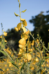 Beautiful, yellow flower in Thailand called Po Thoeng flower.