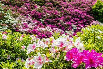 風景素材　満開の三室戸寺のツツジ
