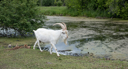 Obraz premium white goat goes along the river