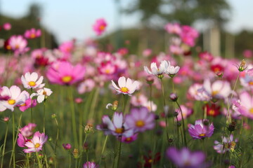 Blur purple cosmos flower field in multicolored outdoor garden.