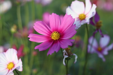 Blur purple cosmos flower field in multicolored outdoor garden.