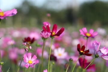 Blur purple cosmos flower field in multicolored outdoor garden.