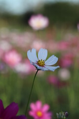 Fototapeta premium Blur purple cosmos flower field in multicolored outdoor garden.
