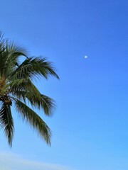 Palm tree whit the moon