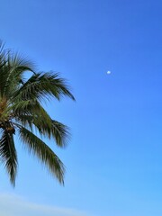 Fototapeta na wymiar Palm tree whit the moon