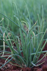 Organic vegetable planting plots.