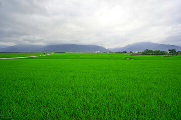 There is a big green rice field in front of the mountains. Hualien County, Taiwan is a very popular place for leisure travel.