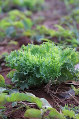 Organic vegetable planting plots.