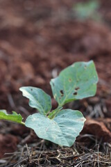 Organic vegetable planting plots.