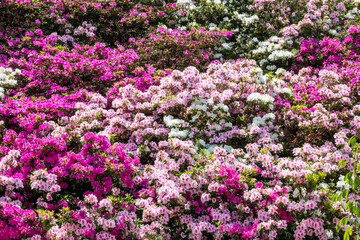 風景素材　満開の三室戸寺のツツジ