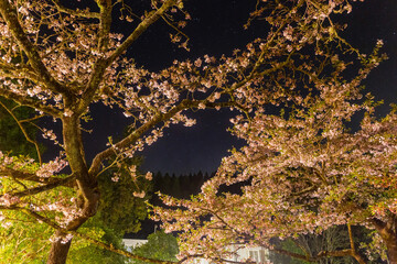 Night view of the Yoshino cherry tree blossom
