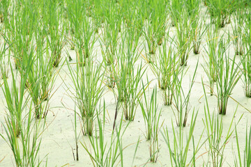 Obraz premium Organic rice field in Thailand