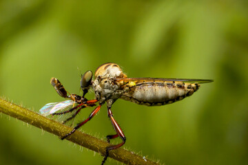 the robber fly insect or Asilidae is an aggressive family of flies. macro photo of predatory insects in the wild