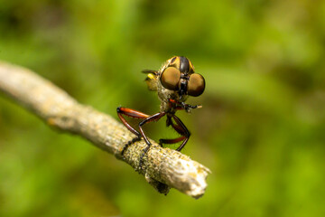 the robber fly insect or Asilidae is an aggressive family of flies. macro photo of predatory insects in the wild