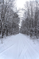 Obraz premium Stock Foto Winter in the forest, snow on trees, handsome christmas background