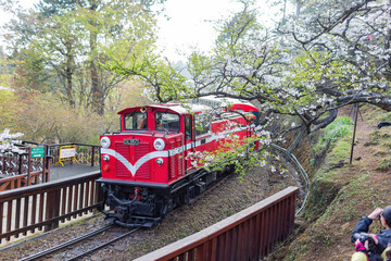Naklejka premium Morning view of the Yoshino cherry tree blossom and railway
