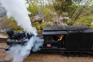 Fototapeta premium Morning view of the Yoshino cherry tree blossom and railway