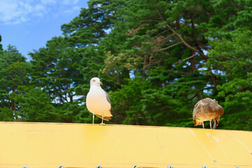 みやこ浄土ヶ浜遊覧船