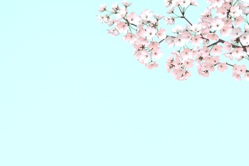 満開の桜の花　春　3DCG