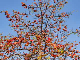 Sunny view of the Bombax ceiba tree blossom