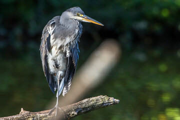 Graureiher (Ardea cinerea)