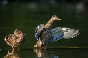 Stockente (Anas platyrhynchos) Weibchen