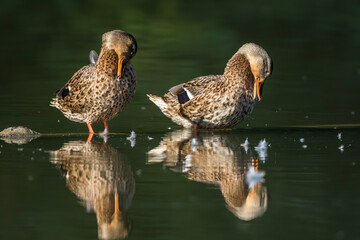 Stockente (Anas platyrhynchos) Weibchen