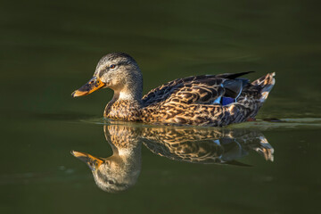 Stockente (Anas platyrhynchos) Weibchen