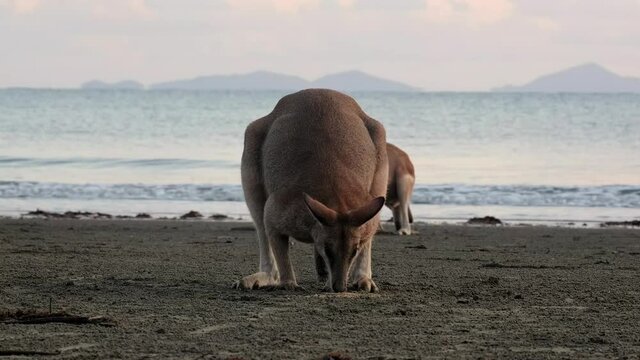 Wild kangaroos and wallabies on the beach at Cape Hillsborough, North Queensland at sunrise as a family and fighting