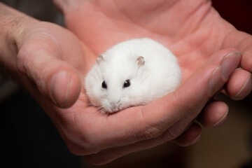 Cute little white hamster in the hands of a caring doctor