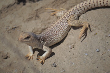 desert iguana