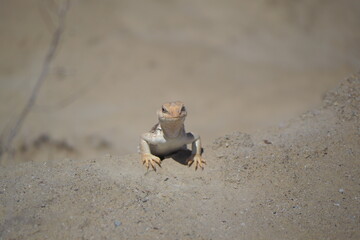 dessert iguana lizard