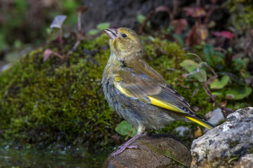 Grünfink (Carduelis chloris) an Wasserstelle