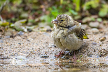 Grünfink (Carduelis chloris) an Wasserstelle