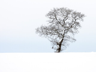 Fototapeta na wymiar solitary tree in snow in the beautiful nature of luxembourg
