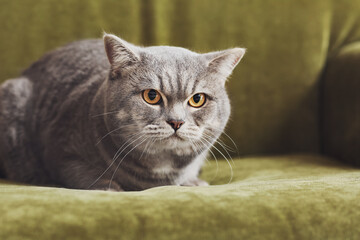 Cute grey cat on sofa at home